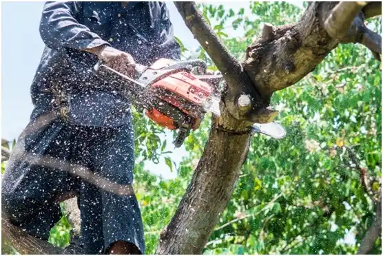tree services Encampment